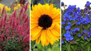 How to Use Color Theory to Transform Garden Design