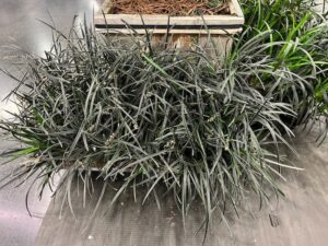 Edge of Night Mondo Grass (Ophiopogon planiscapus 'Edge of Night') (Iseli Nursery)