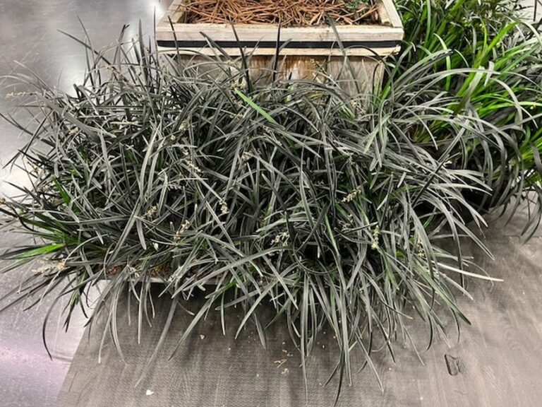 Edge of Night Mondo Grass (Ophiopogon planiscapus 'Edge of Night') (Iseli Nursery)
