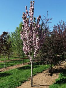 Coral Spear Crabapple (Malus x ‘JFS GM272MX’ PPAF) (J. Frank Schmidt & Son)