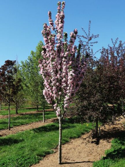 Coral Spear Crabapple (Malus x ‘JFS GM272MX’ PPAF) (J. Frank Schmidt & Son)
