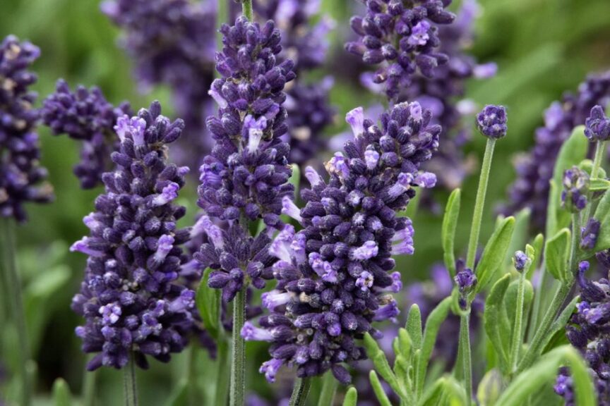 La Diva Vintage Amethyst English Lavender