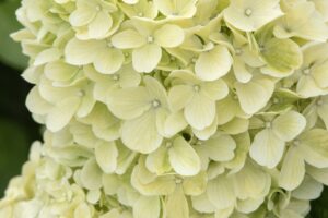 Little Spooky Hydrangea