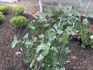 Lonicera 'Kinzley's Ghost' (Spring Meadow Nursery)