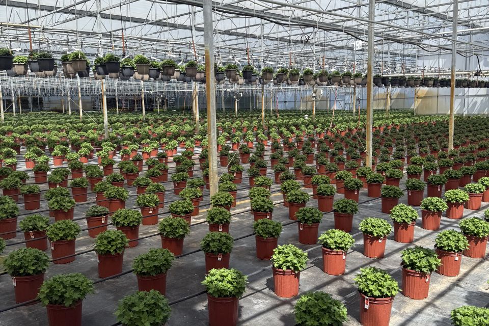 Greenhouse interior with pots and rows.