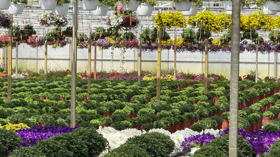 Greenhouse interior with pots, rows, and hanging baskets.