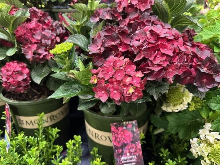 Centennial Ruby™ Hydrangea (Hydrangea macrophylla ‘Hokocentennial’ PPAF) (Monrovia Nursery Co.)
