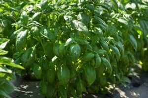 Monteverde™ Genovese Basil