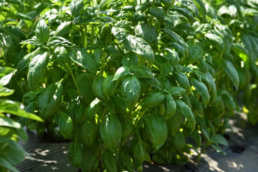 Monteverde™ Genovese Basil