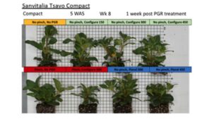 ‘No Pinch’ Techniques for Young Plant Liners
