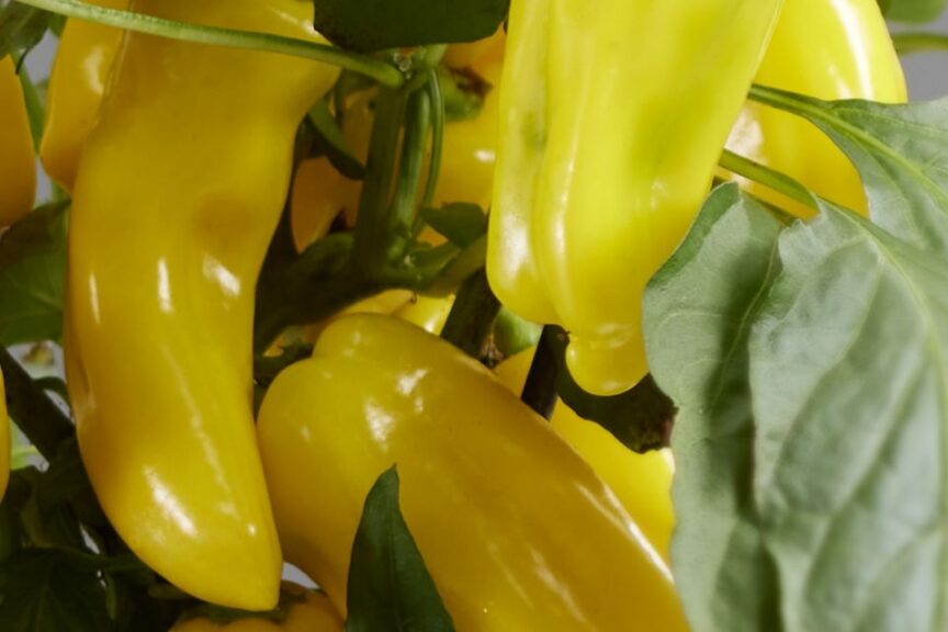 Peppers From Heaven Yellow