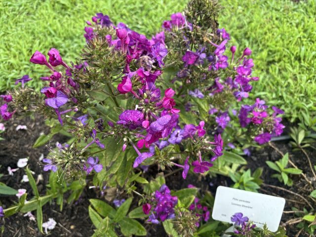 Phlox paniculata 'Luminary Ultraviolet' (Walters Gardens)