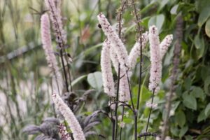 Pink Spike Snakeroot
