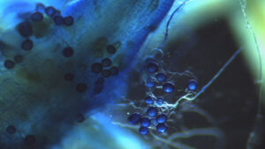 A Targeted Mycorrhizal Approach for Ornamental Production