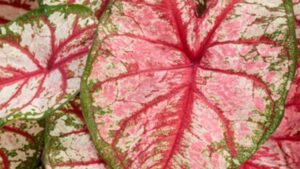 Video Spotlight: 2027 National Plants of the Year from Proven Winners