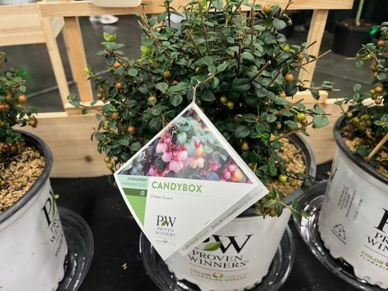 Candybox® Chilean Guava (Ugni molinae ‘Pl16’ PPAF) (Proven Winners ColorChoice Shrubs)