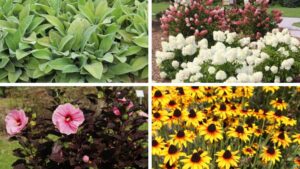 Public Favorites from Iowa Arboretum’s 2026 Field Day