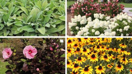 Public Favorites from Iowa Arboretum’s 2026 Field Day