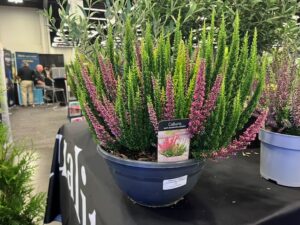 Calluna Bud Bloomer Series (Calluna vulgaris) (Qualitree Propagators)
