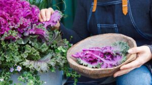 Vegetables Built for the Way People Garden Now
