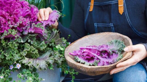 Vegetables Built for the Way People Garden Now