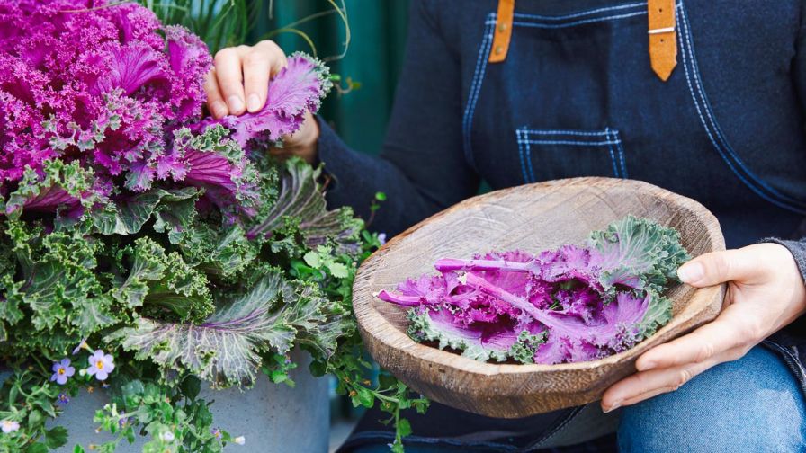 Rainbow Candy Crush kale pairs vivid, highly textured foliage with edible leaves, giving the crop both ornamental and culinary appeal.