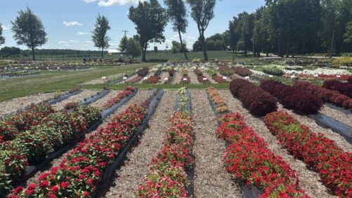 Highlights From Raker-Roberta’s 2026 Plant Trials on the Michigan Garden Plant Tour