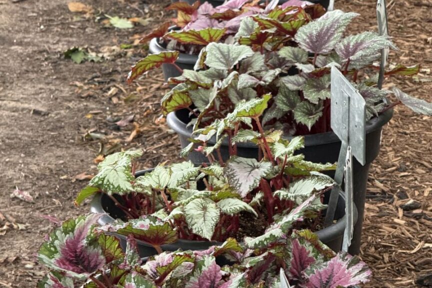 2026 Michigan Plant Tour: Pell Greenhouses