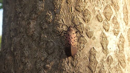 New Ways to Slow the Spread of Spotted Lanternfly