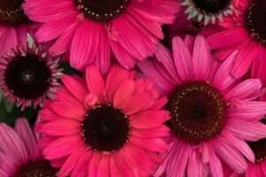 SunMagic Chocolate Cherry Coneflower
