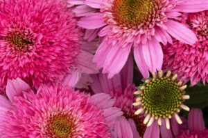SunMagic Double Hot Pink Coneflower