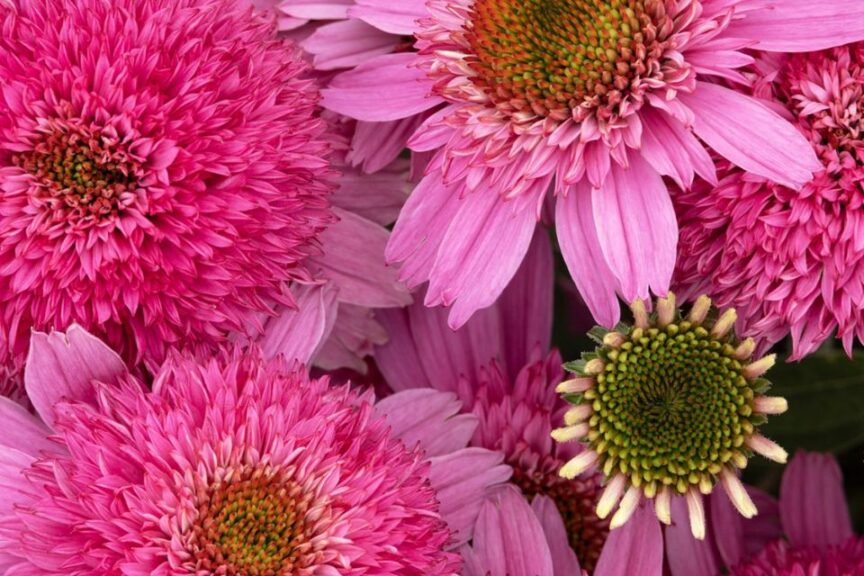 SunMagic Double Hot Pink Coneflower
