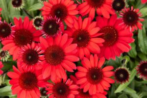 SunMagic Vintage Hot Red Coneflower