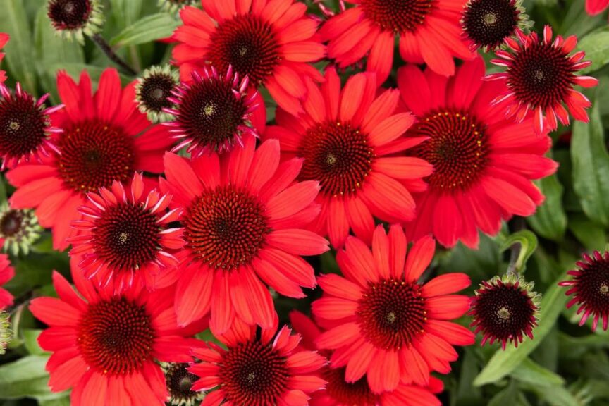 SunMagic Vintage Hot Red Coneflower
