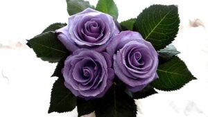 Suntory Announces New Innovation in Blue Rose Coloration