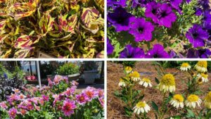 Top Plants From the 2026 UGA Trials