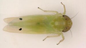 Challenge 250 Is a New Crop Protection Initiative to Combat Invasive Pests