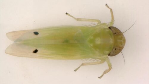 Challenge 250 Is a New Crop Protection Initiative to Combat Invasive Pests