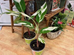 Variegated Hawaiian Banana (Musa x Paradisiaca 'AeAe') (Van Wingerden Greenhouses)