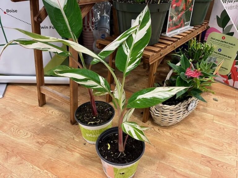 Variegated Hawaiian Banana (Musa x Paradisiaca 'AeAe') (Van Wingerden Greenhouses)
