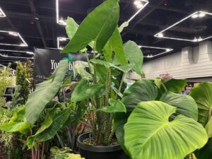 Elephant Ear Zebrina (Alocasia ‘Zebrina’) (Youngblood Nursery)