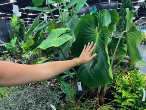 Philodendron nangaritense (Alocasia ‘Zebrina’) (Youngblood Nursery)
