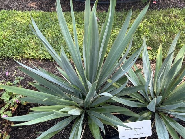 Yucca 'Draon Slayer' (Walters Gardens)