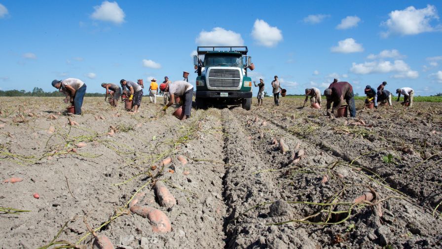 Horticulture workers in the field exhibiting actions that often lead to back pain.