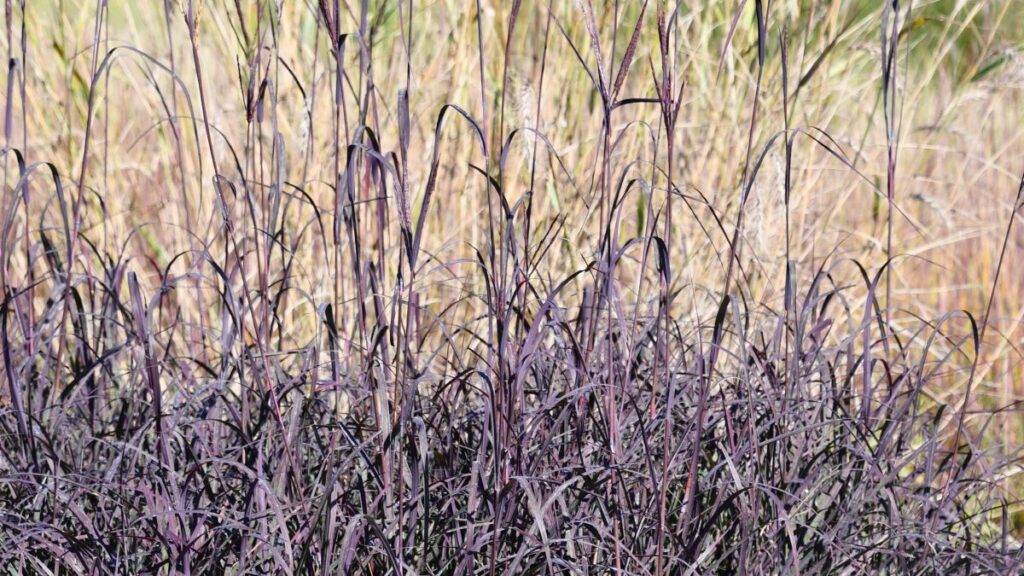 Andropogon gerardii ‘Blackhawks’