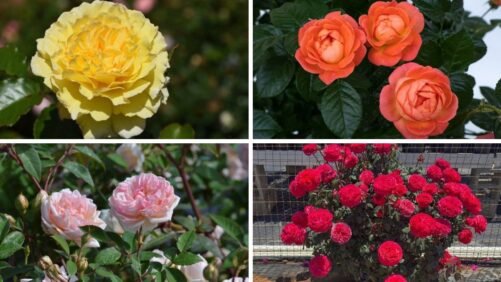 Announcing the 2027 Winners of the American Garden Rose Selections