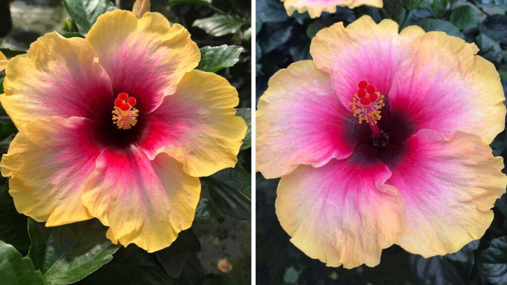 Tradewinds Hibiscus ‘Lemon Swirl Wind’.