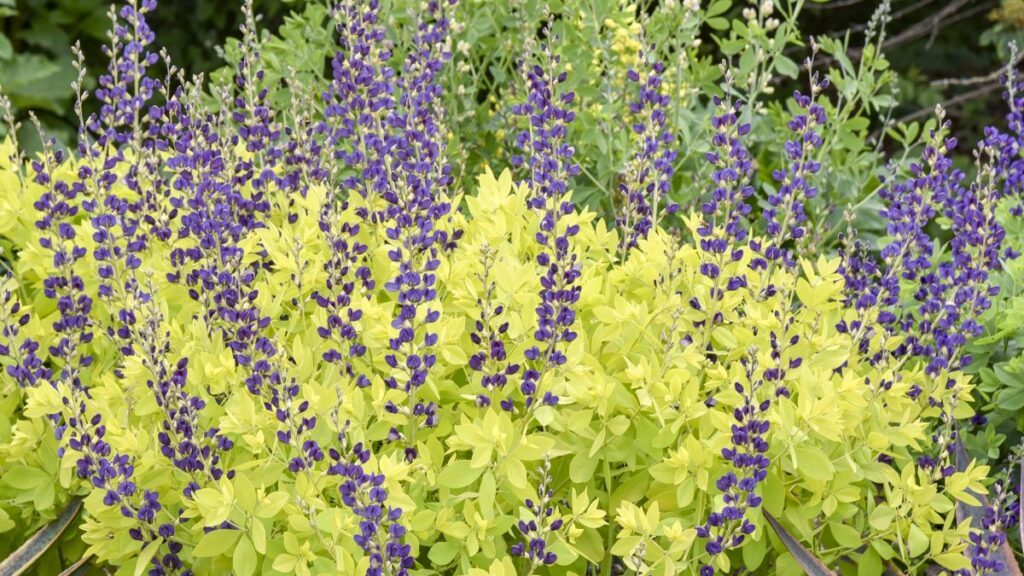 Baptisia 'Golden Anniversary'