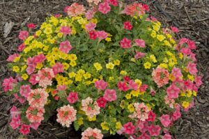 2026 Michigan Plant Tour: DGI Propagators