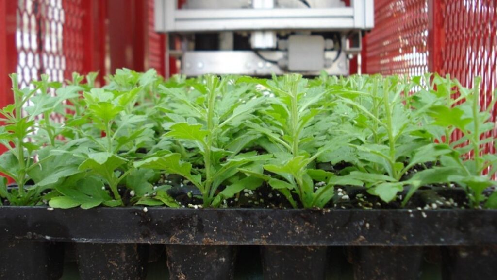 Automated shearing can be a great way to reduce some of the labor costs associated with pinching, but be sure to sterilize blades between crops to reduce mechanical transmission of problematic diseases.